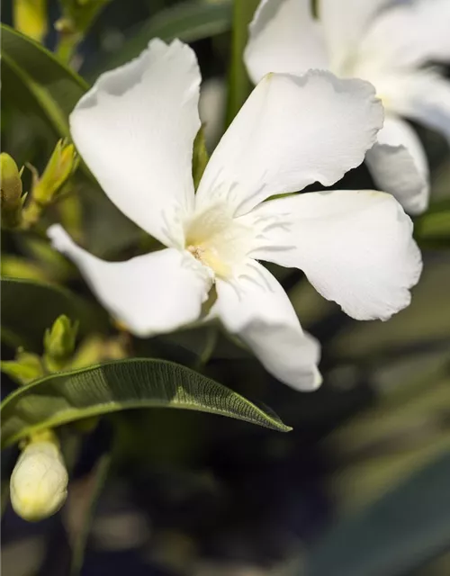 Nerium oleander, weiß