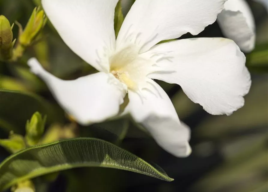 Nerium oleander, weiß