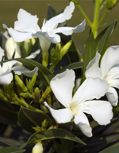 Nerium oleander, weiß