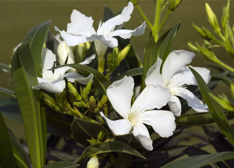 Nerium oleander, weiß