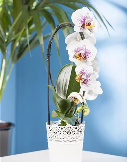 Phalaenopsis 'Waterfall'