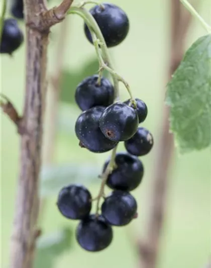 Ribes nigrum