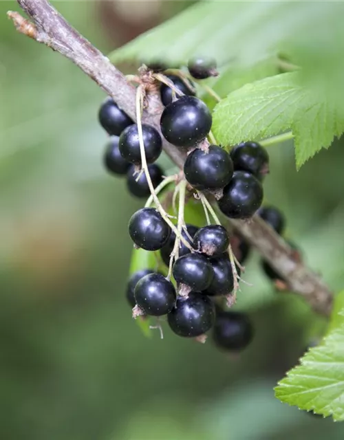 Ribes nigrum