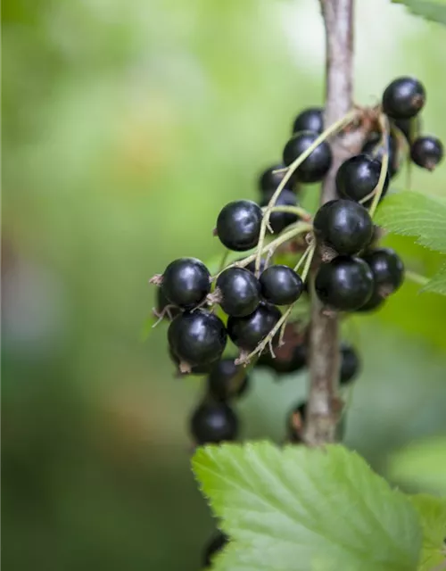 Ribes nigrum