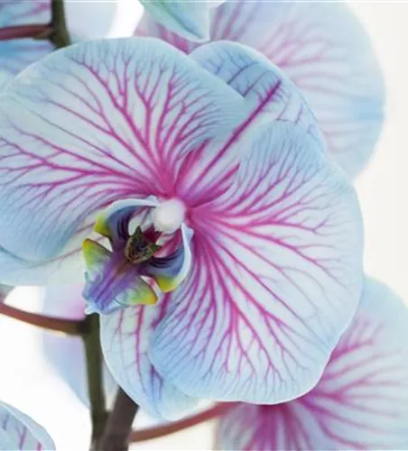 Phalaenopsis, blau