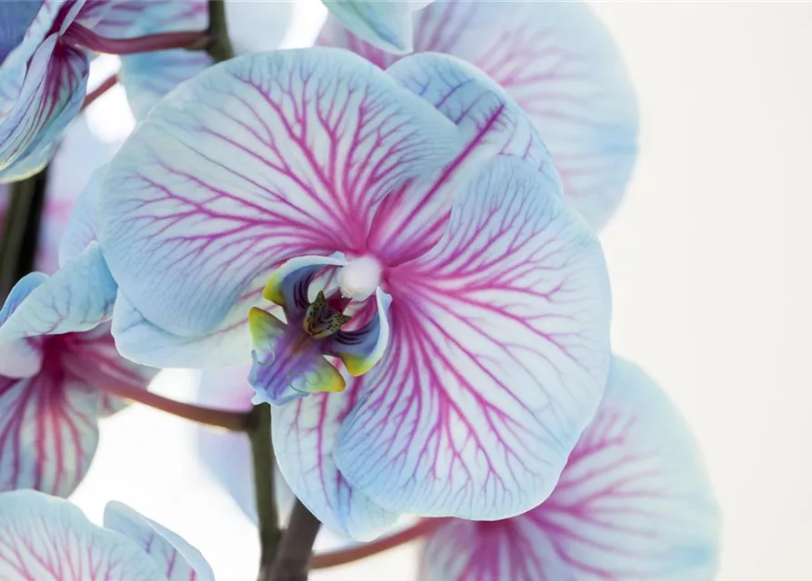 Phalaenopsis, blau