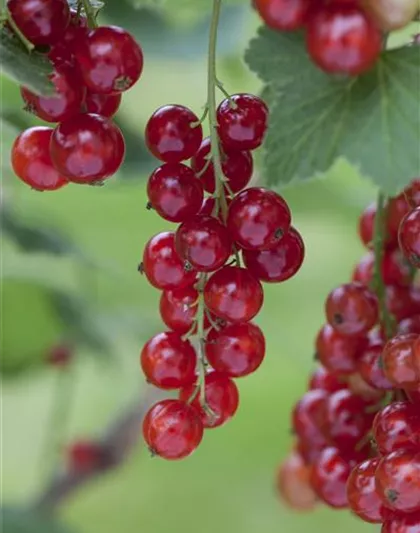 Ribes rubrum