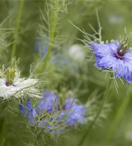 Nigella damascena