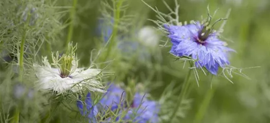 Nigella damascena