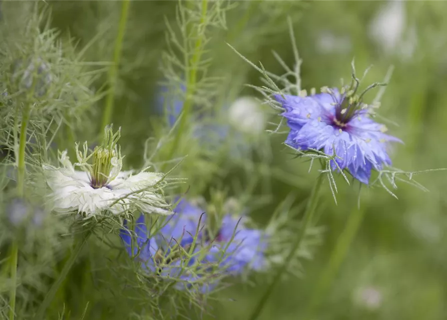 Nigella damascena