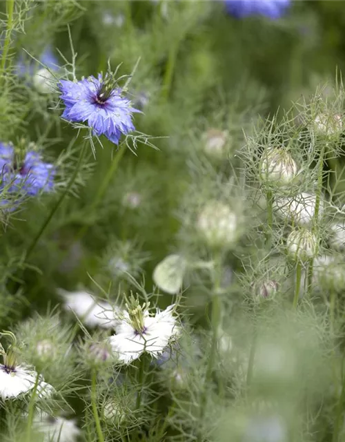 Nigella damascena