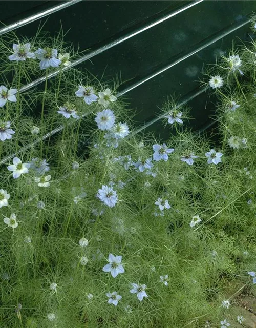 Nigella damascena