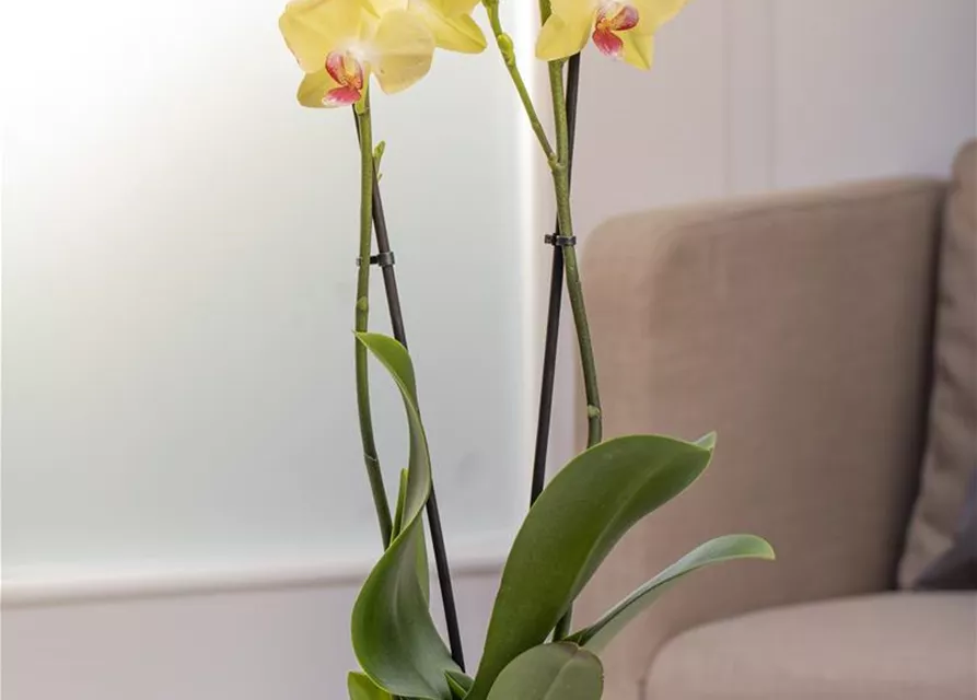 Phalaenopsis, gelb