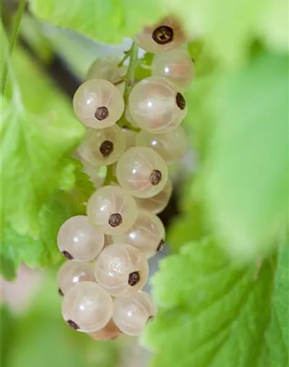 Ribes rubrum, weiß