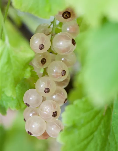 Ribes rubrum, weiß