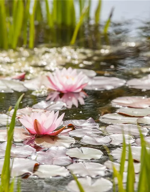 Nymphaea