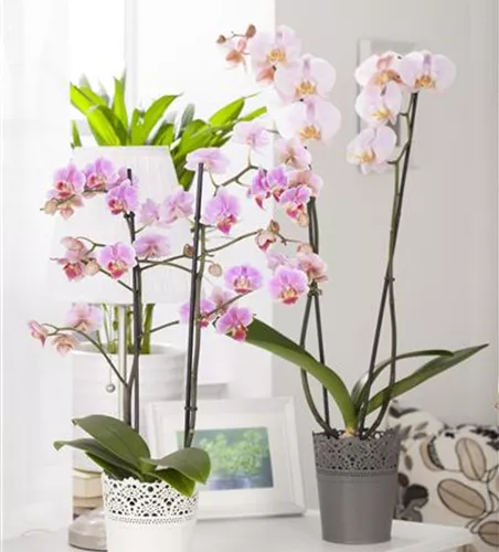 Phalaenopsis, rosa