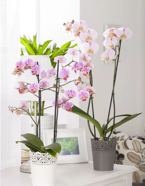 Phalaenopsis, rosa