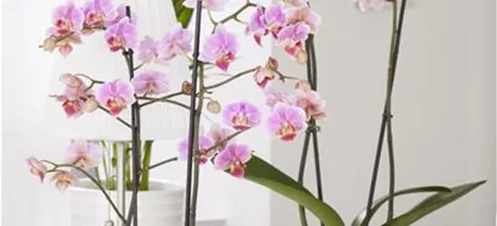 Phalaenopsis, rosa