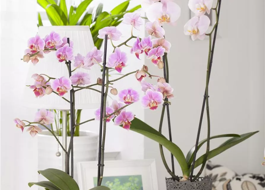 Phalaenopsis, rosa