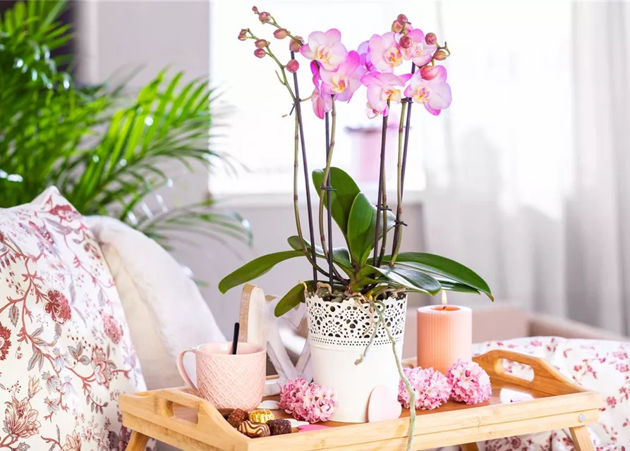 Phalaenopsis, rosa