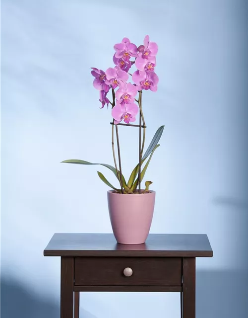 Phalaenopsis, rosa