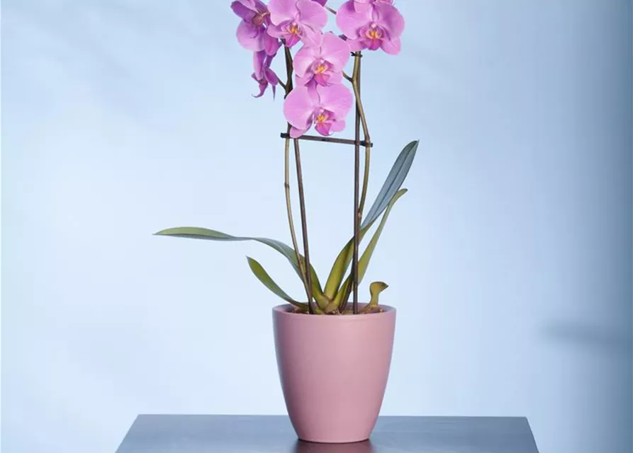 Phalaenopsis, rosa