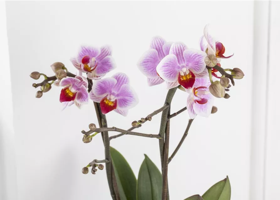 Phalaenopsis, rosa