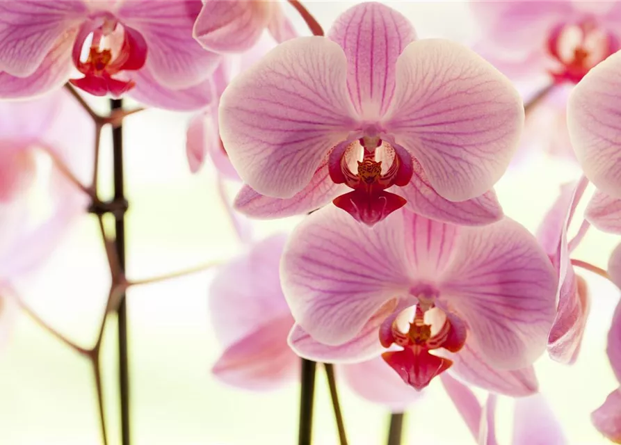 Phalaenopsis, rosa