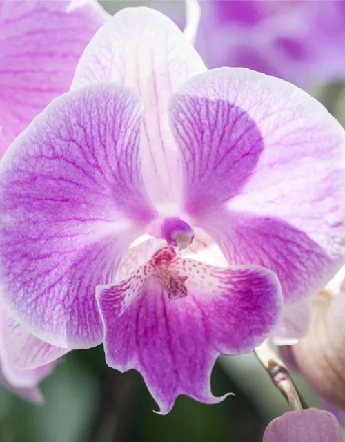 Phalaenopsis, rosa