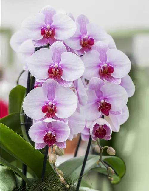 Phalaenopsis, rosa