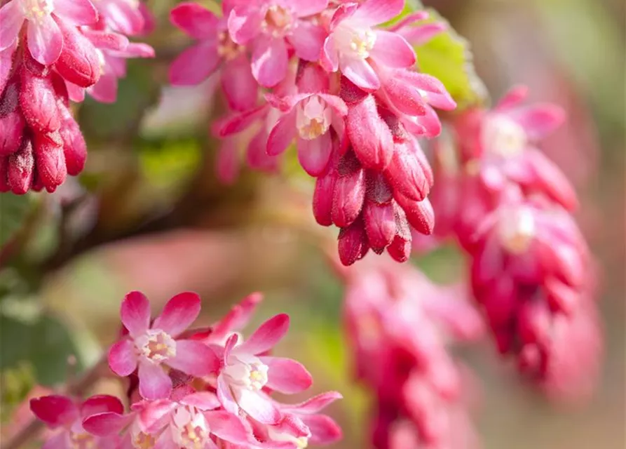 Ribes sanguineum