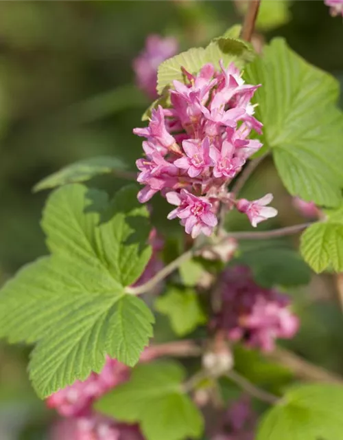 Ribes sanguineum