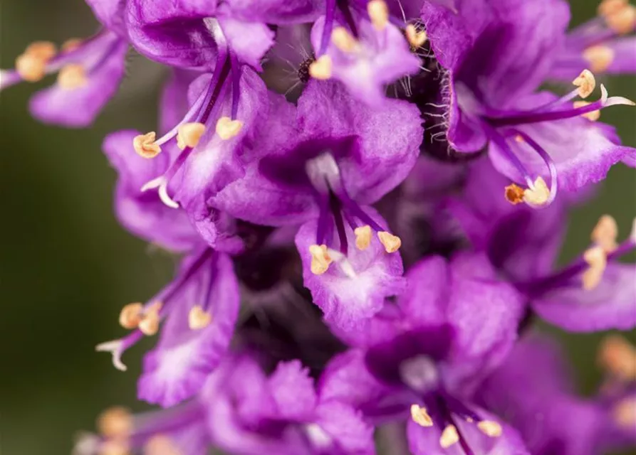 Ocimum basilicum