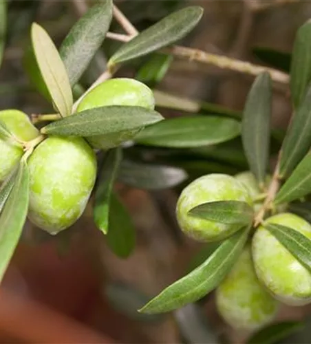 Olea europaea