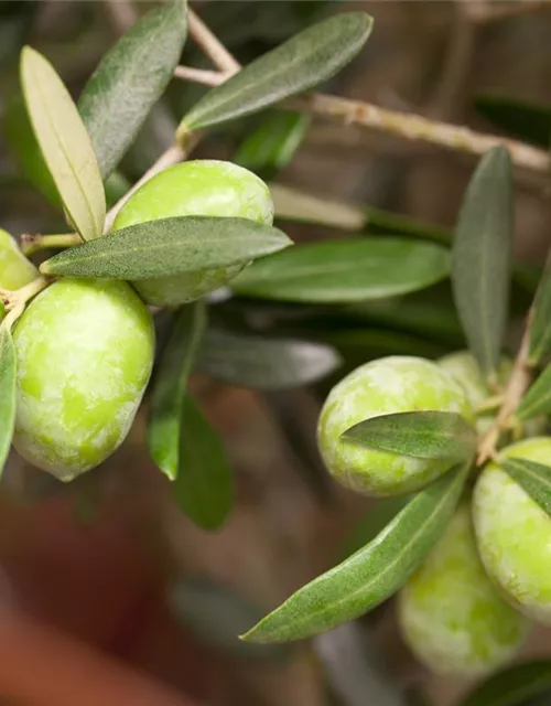 Olea europaea