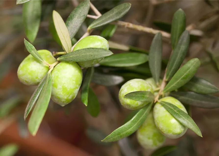 Olea europaea