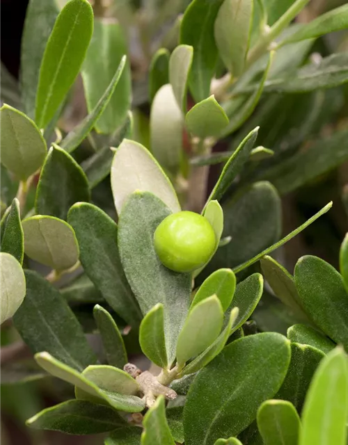 Olea europaea