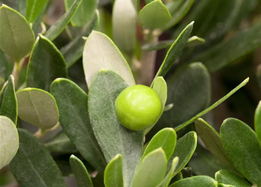 Olea europaea