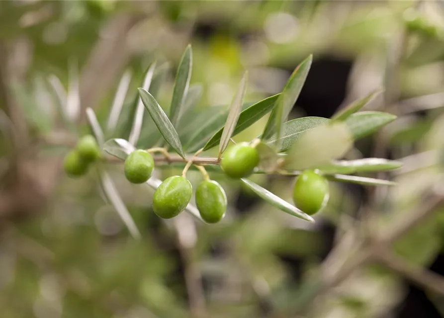 Olea europaea