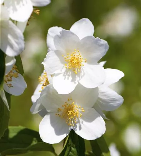 Philadelphus 'Belle Etoile'