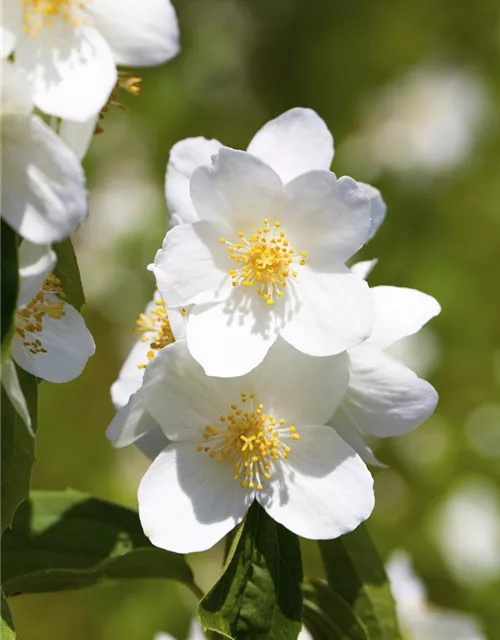 Philadelphus 'Belle Etoile'