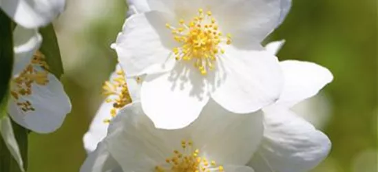 Philadelphus 'Belle Etoile'