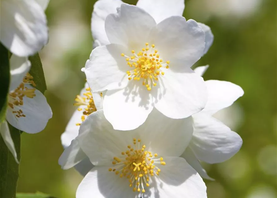 Philadelphus 'Belle Etoile'