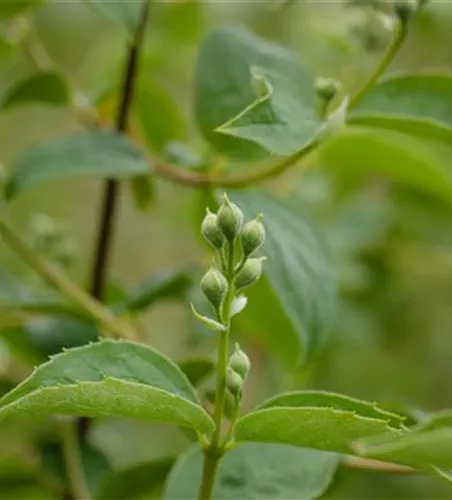 Philadelphus 'Schneesturm'