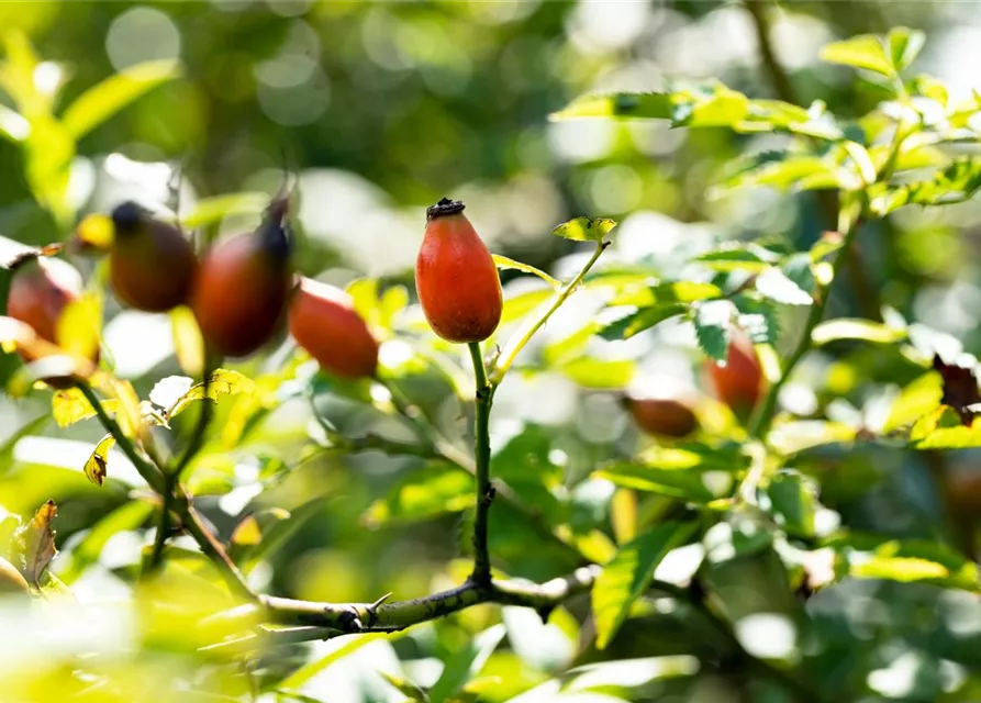 Rosa canina