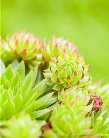 Sempervivum tectorum