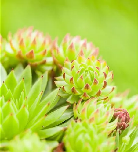 Sempervivum tectorum