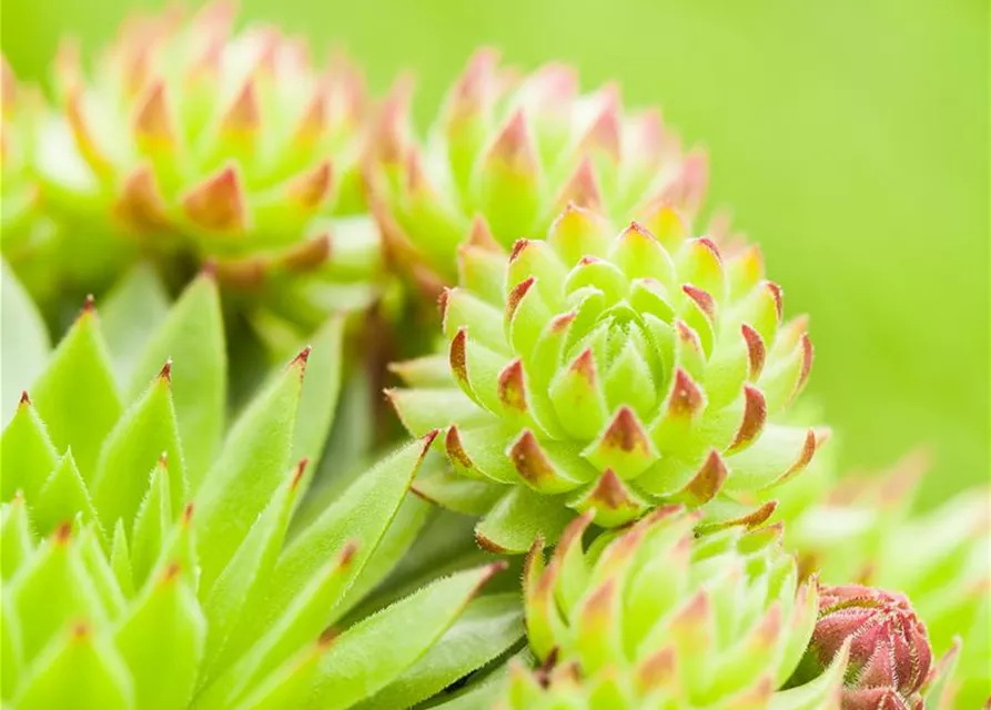 Sempervivum tectorum