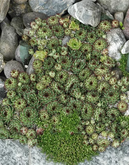 Sempervivum tectorum